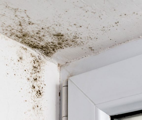 Billede af skimmelsvamp på loft og væg i bolig