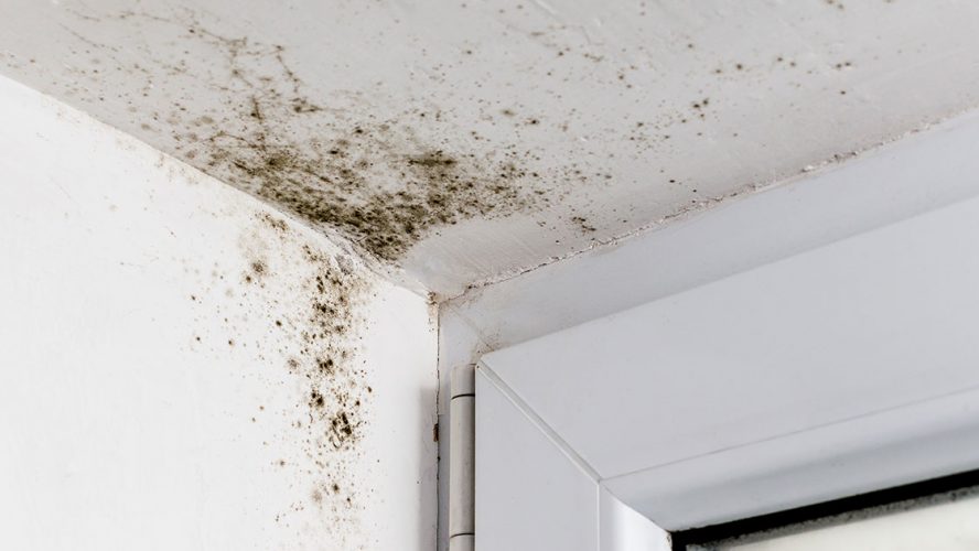 Billede af skimmelsvamp på loft og væg i bolig