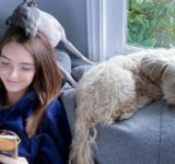 girl reading book surrounded by dogs