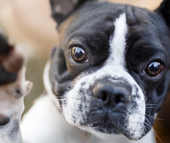 periskop forhold Hovedgade Syv ting du bør tenke på hvis du vil ha hund - livsstilsguide.no