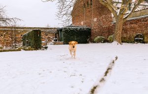 Hund i snø