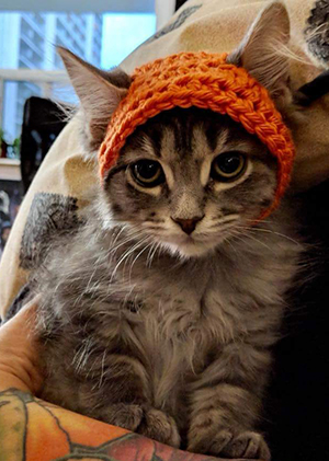 A kitten! Wearing! A HAT!!!