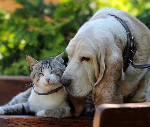 Kitten and a senior basset hound