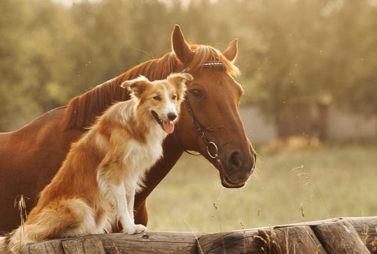 Horse and a dog on a farm