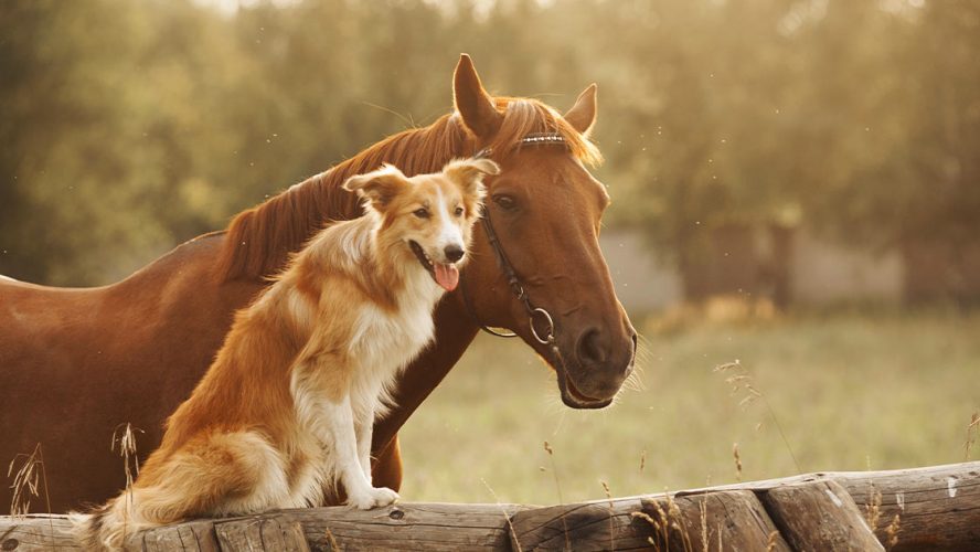 Horse and a dog on a farm