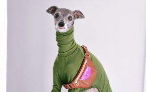 Tika the Iggy, an Italian greyhound in a velvety green onesie