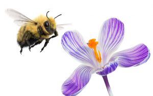 Bumblebee-and-flower telus impact investing