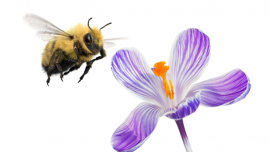 Bumblebee-and-flower telus impact investing