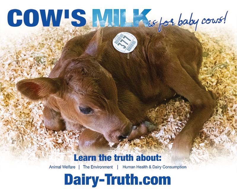 baby calf dairy truth