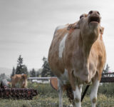 cow grass fields dairy