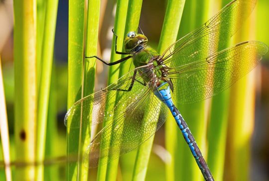 dragonfly population canada