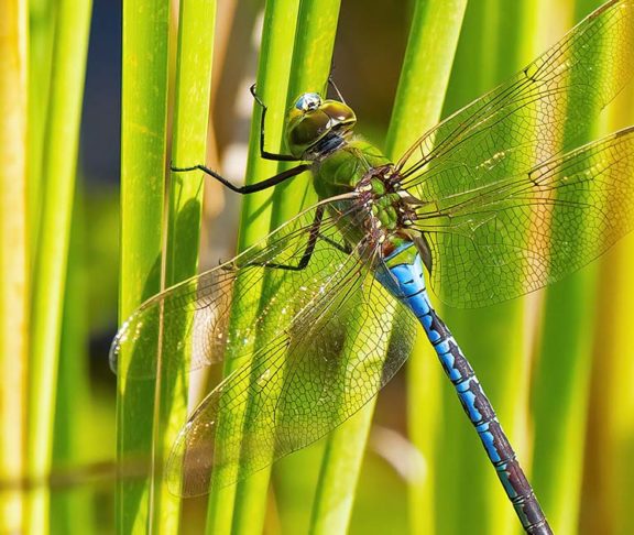 dragonfly population canada