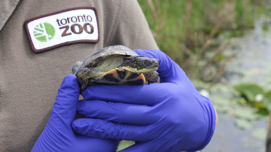 toronto zoo turtle