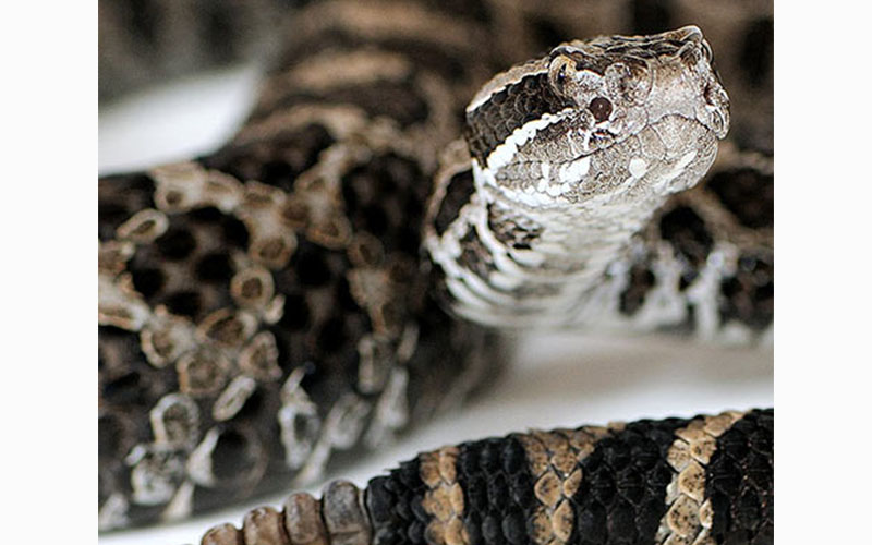Massassauga Rattle snake rs