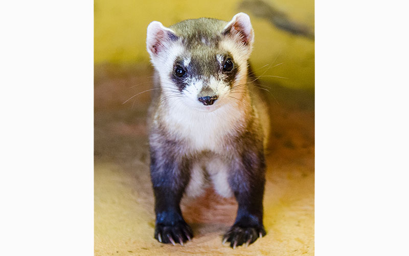 black-footed ferret rs