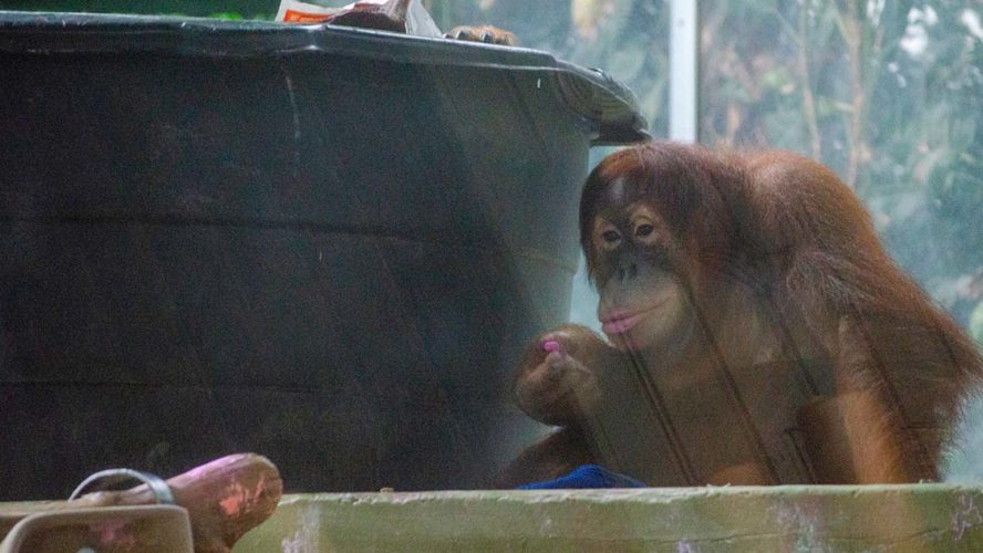 orangutan toronto zoo