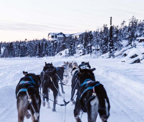 sled dogs at yellowknife