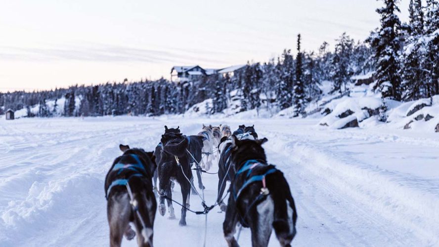 sled dogs at yellowknife
