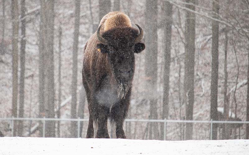 wood bison rs