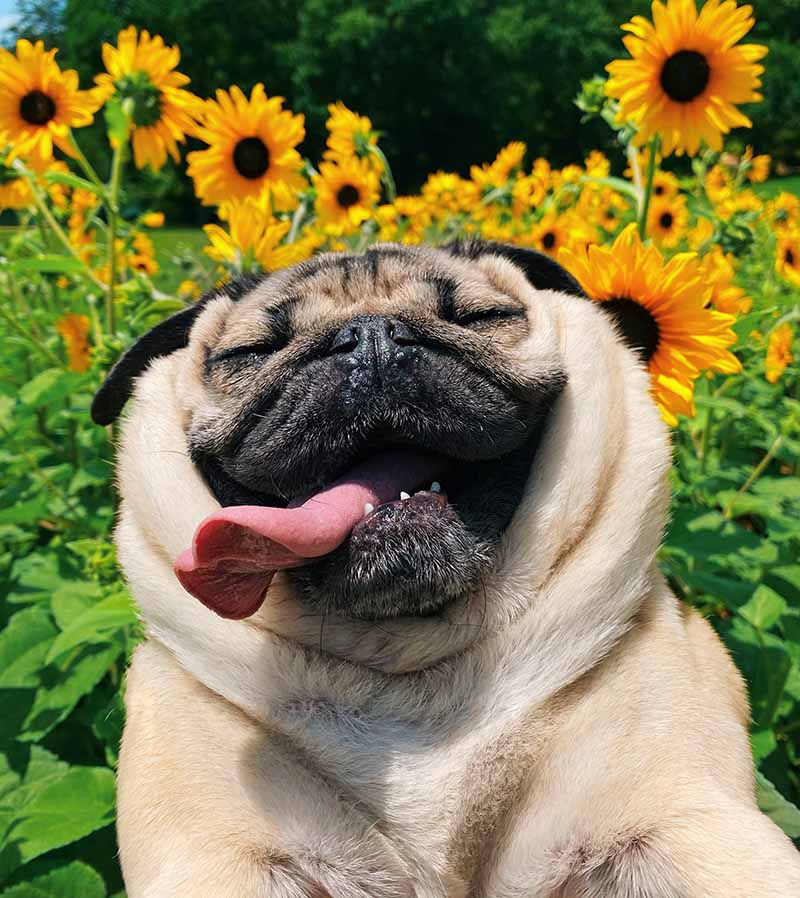 dough the pug in sunflowers