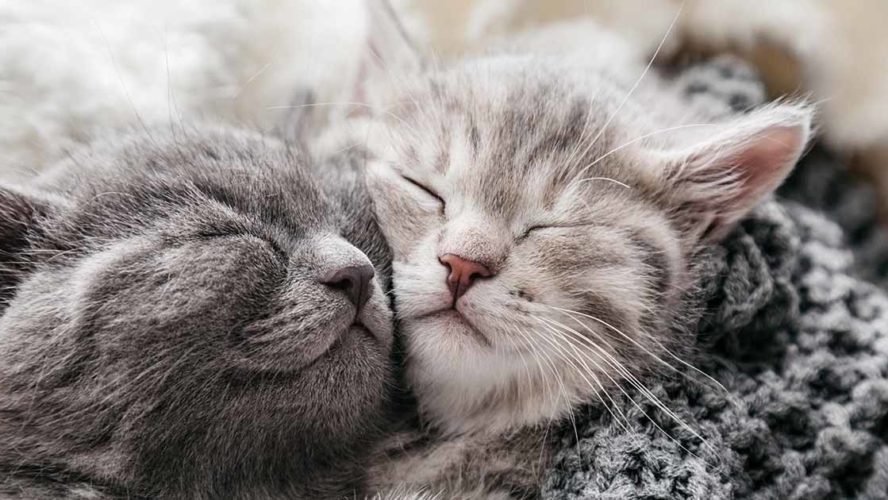 kittens cuddling