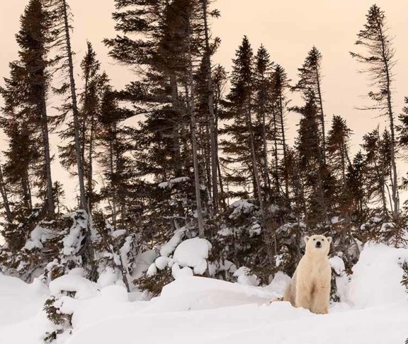polar bear in the arctic wilderness