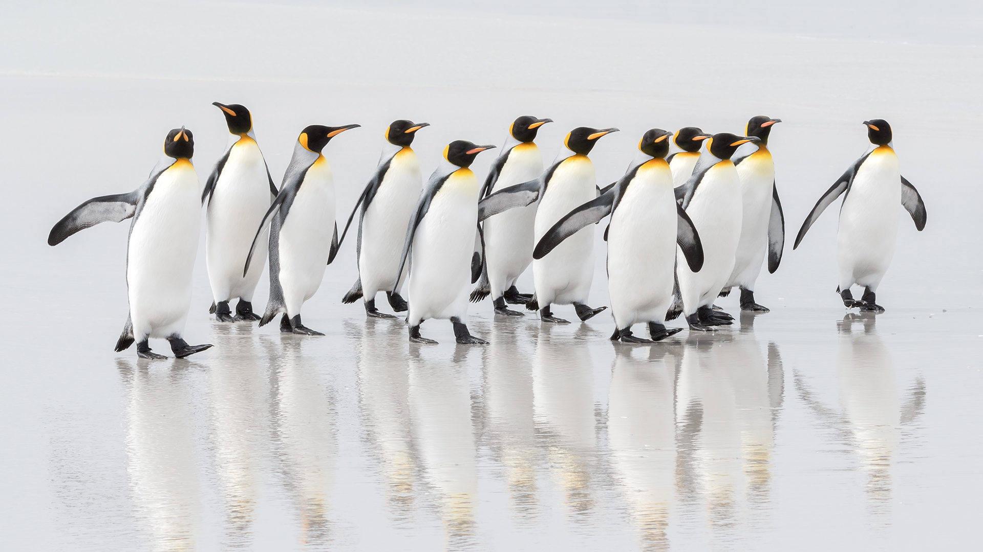 King Penguins on Falkland Islands, wildlife photography by Daisy Gilardini