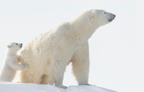 polar bear and its cub
