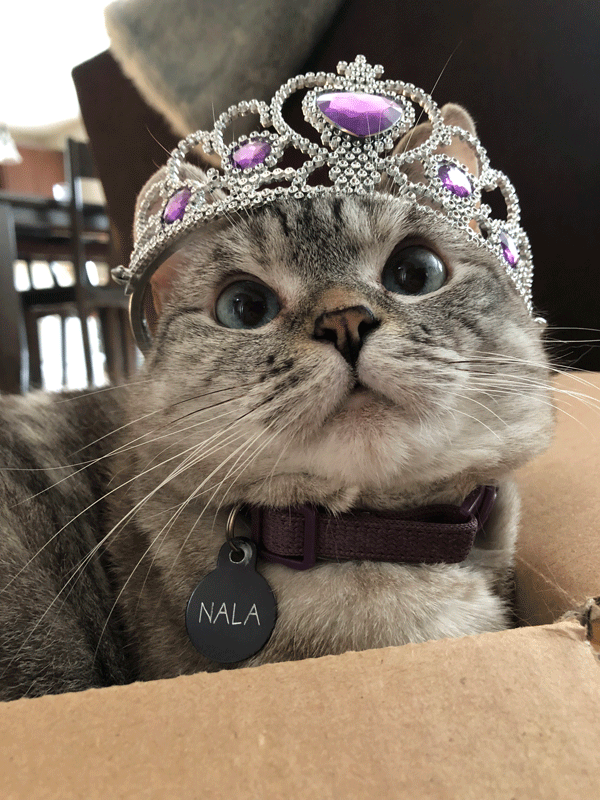 Nala cat wearing a tiara