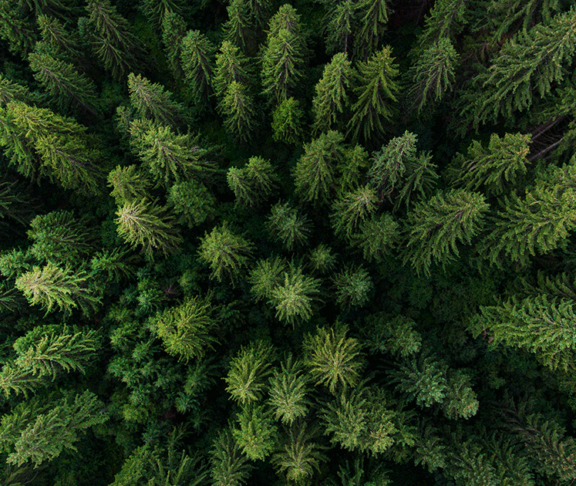 aerial view of trees in a forest