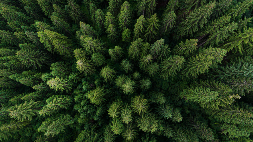 aerial view of trees in a forest