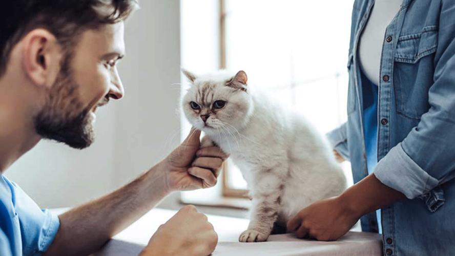Registered veterinary technician assisting cat