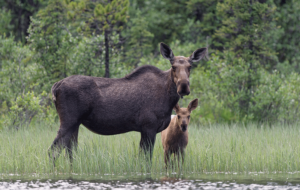 moose and cub protected due to land conservation
