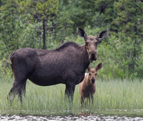 moose and cub protected due to land conservation