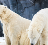 Aurora and Nikita, Polar bears at the Toronto Zoo