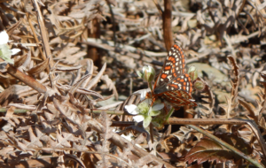endangered Taylor Checkerspot Butterfly on a flower
