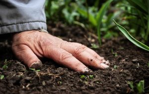 Alert dla żyzności gleb uprawnych w Polsce