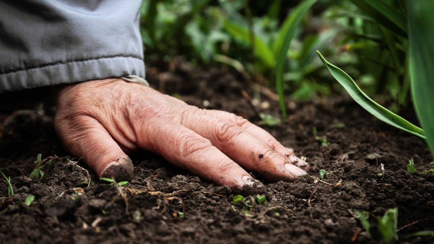 Alert dla żyzności gleb uprawnych w Polsce