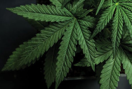 Marijuana plant leaves