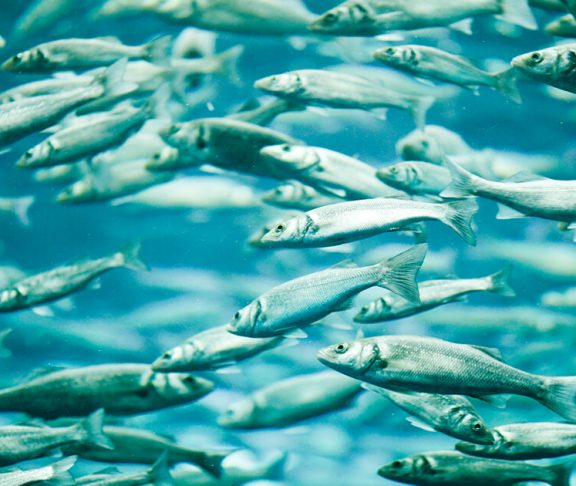 Støt bæredygtigt fiskeri – og forbliv sund