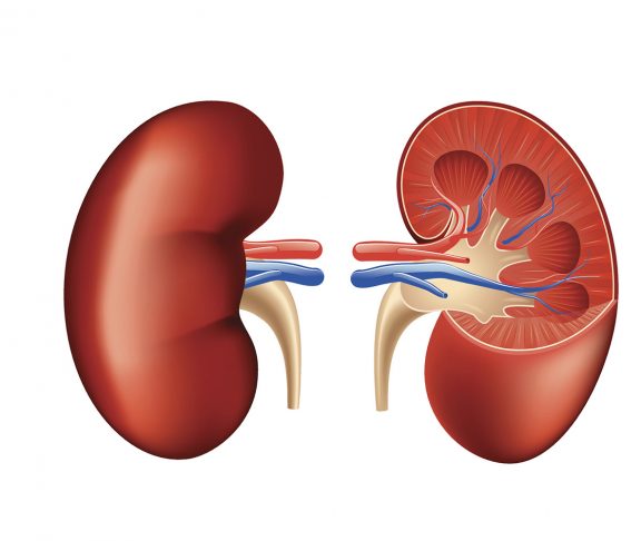 Human kidney anatomy isolated on white vector
