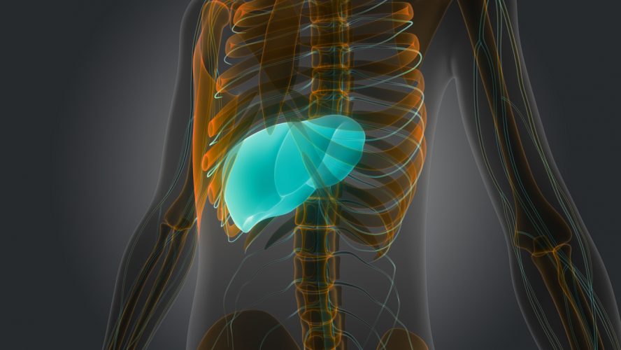 Human Body Organs Anatomy (Liver)