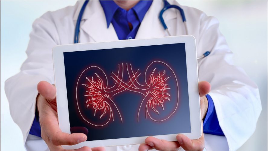 Doctor showing a kidney representation on a tablet in front