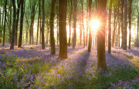 Norfolk bluebell woods sunrise in England