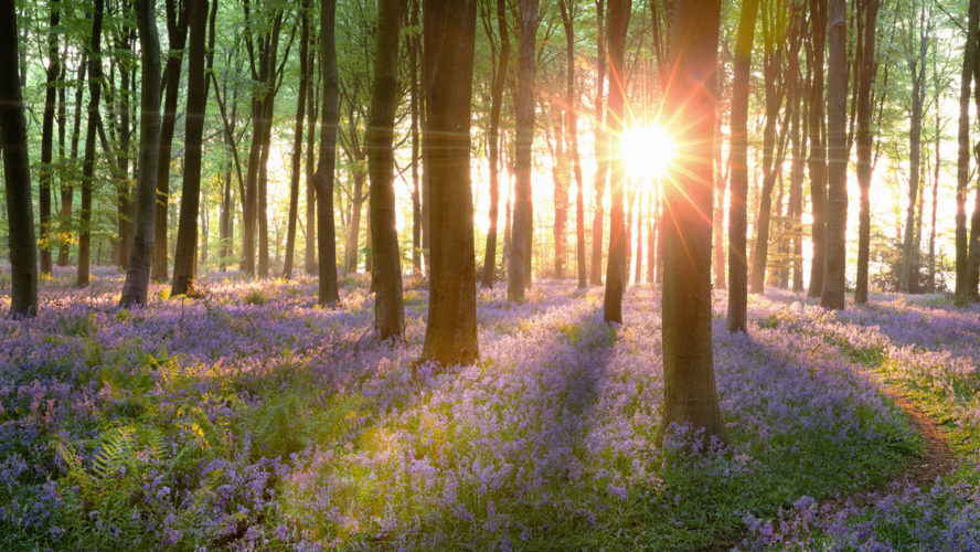 Norfolk bluebell woods sunrise in England