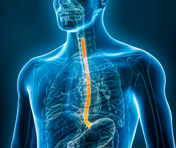 Xray front view of the esophagus or oesophagus 3D rendering illustration with male body