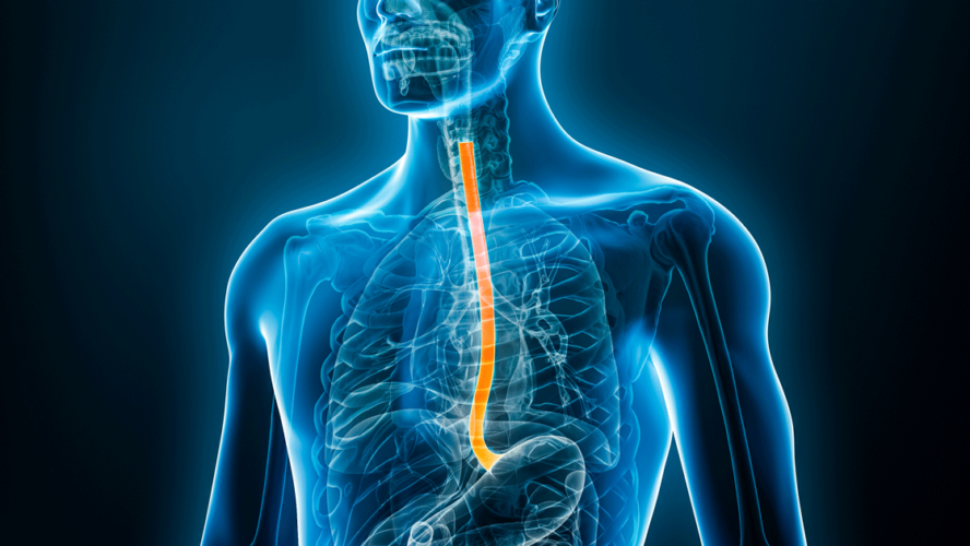Xray front view of the esophagus or oesophagus 3D rendering illustration with male body