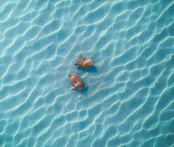 Loggerhead Sea Turtles swimming in Shark Bay, Western Australia