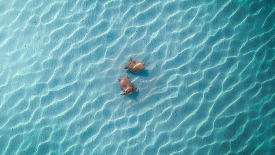 Loggerhead Sea Turtles swimming in Shark Bay, Western Australia