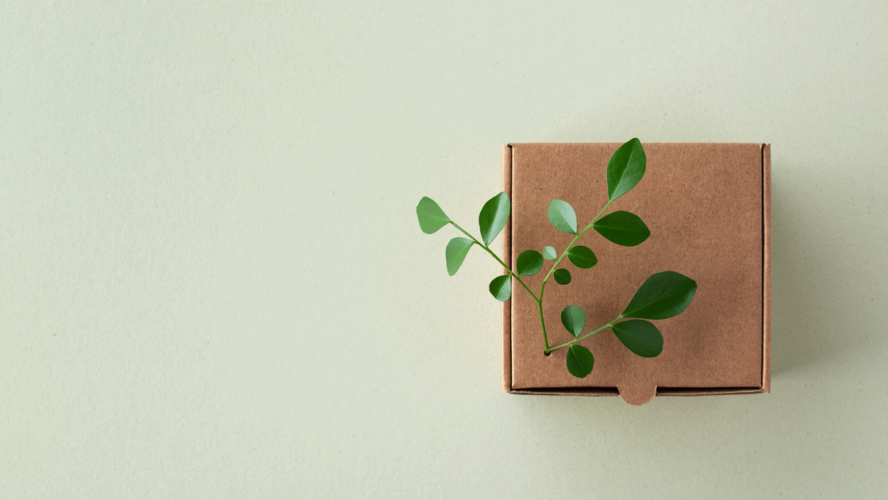 Cardbox from recyclable organic materials with green leaves sprout top view